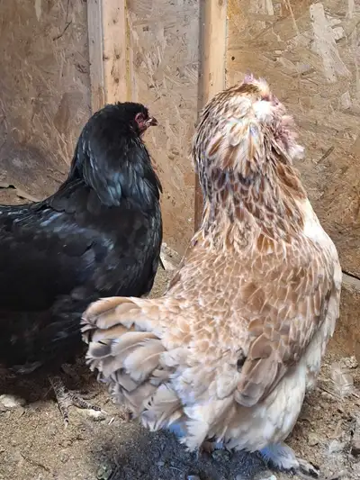 2 Poules à donner de 4 ans, qui ne pondent plus.