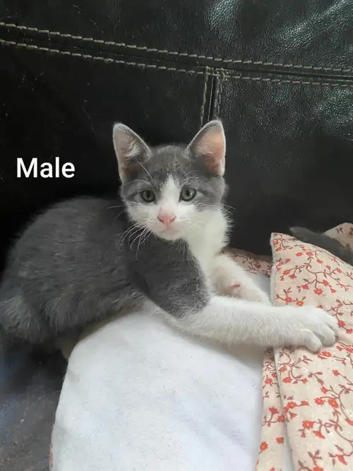 Six kittens 9 weeks old are ready for their forever home. This litter is special because the mama is...