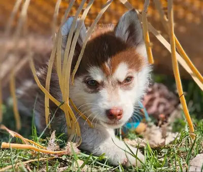 We have 2 gorgeous chocolate Pomsky puppies available to find their forever families! Our puppies ar...