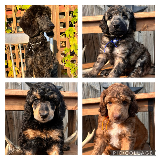UPCOMING STUNNINLY UNIQUE CKC PUPS- Prairie Belle Poodles  in Dogs & Puppies for Rehoming in Edmonton - Image 3