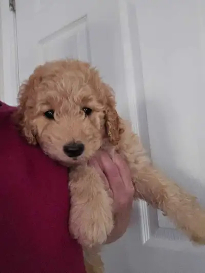 Texter moi 873-200-4782 Mâle et Femelles Goldendoodles Deux moyens de 40 lb Et deux miniatures Ils s...