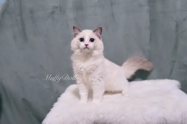 Purebred Ragdoll Kittens Looking For New Home in Cats & Kittens for Rehoming in City of Toronto - Image 11