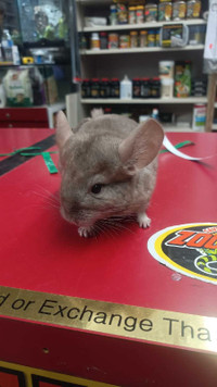 BABY CHINCHILLA AVAILABLE AT PETS KINGDOM OSHAWA 