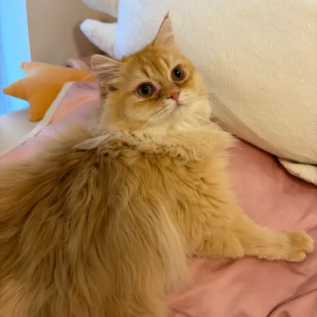British longhair looking for new home in Cats & Kittens for Rehoming in City of Toronto - Image 6