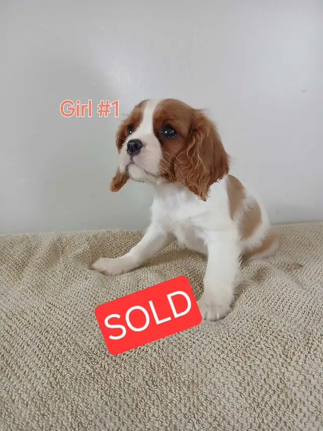 King Charles Cavaliers in Dogs & Puppies for Rehoming in Owen Sound - Image 7