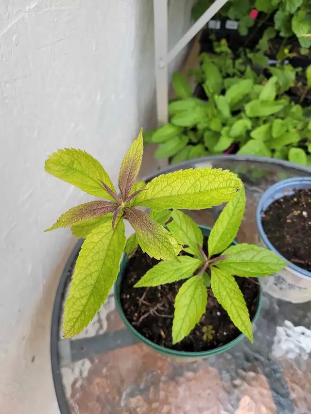 Joe pyeweed perennial  (please read ad)62864362197251124
