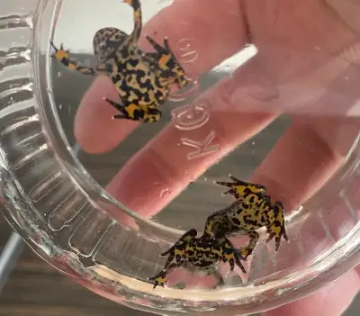 Fire Bellied Toads! Babies and Tadpoles, View more