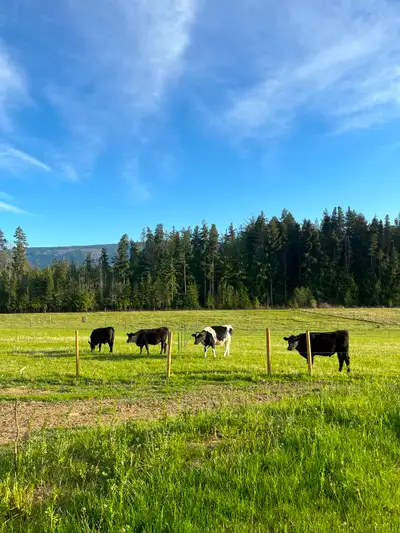 20 month old Steer and heifer available, View more