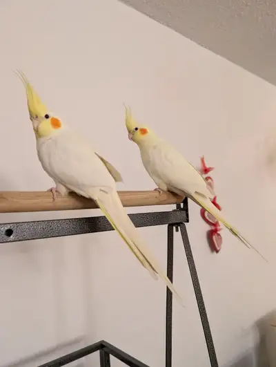 birds for rehoming, View more