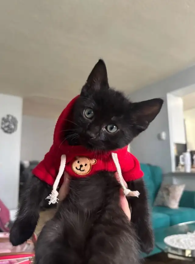 Siberian Long Hair Kitten