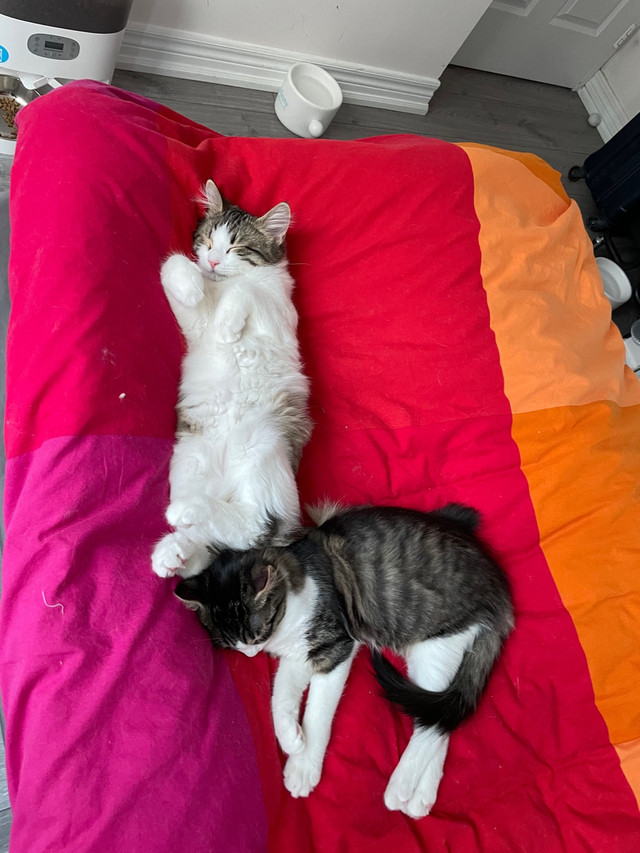 Two Norwegian forest kitten find their forever home! Cats & Kittens for Rehoming City of
