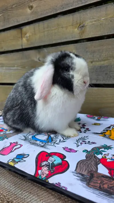 Holland lop Doe, View more