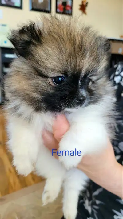 Pure pomeranian adorable puppies, View more