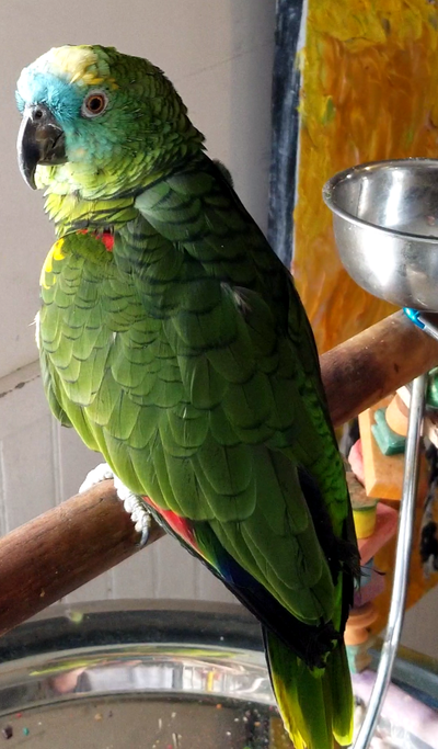 JE  PRENDRAI  SOUS  MON  AILES  VOS   OISEAUX, View more