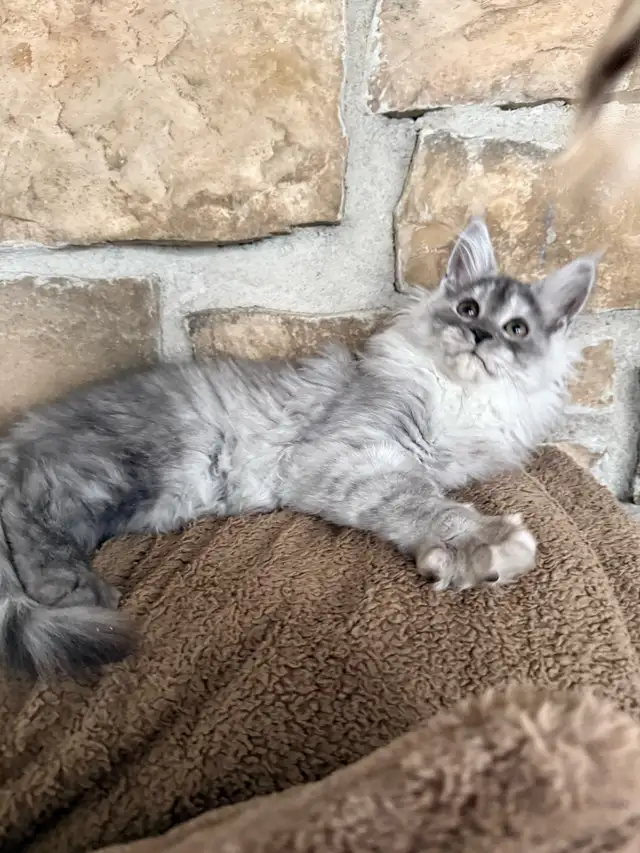 Chaton Maine Coon enregistré TICA