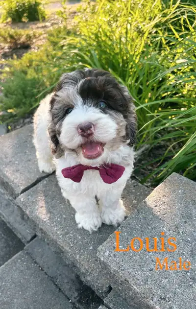Mini Poodle x  Puppies, View more