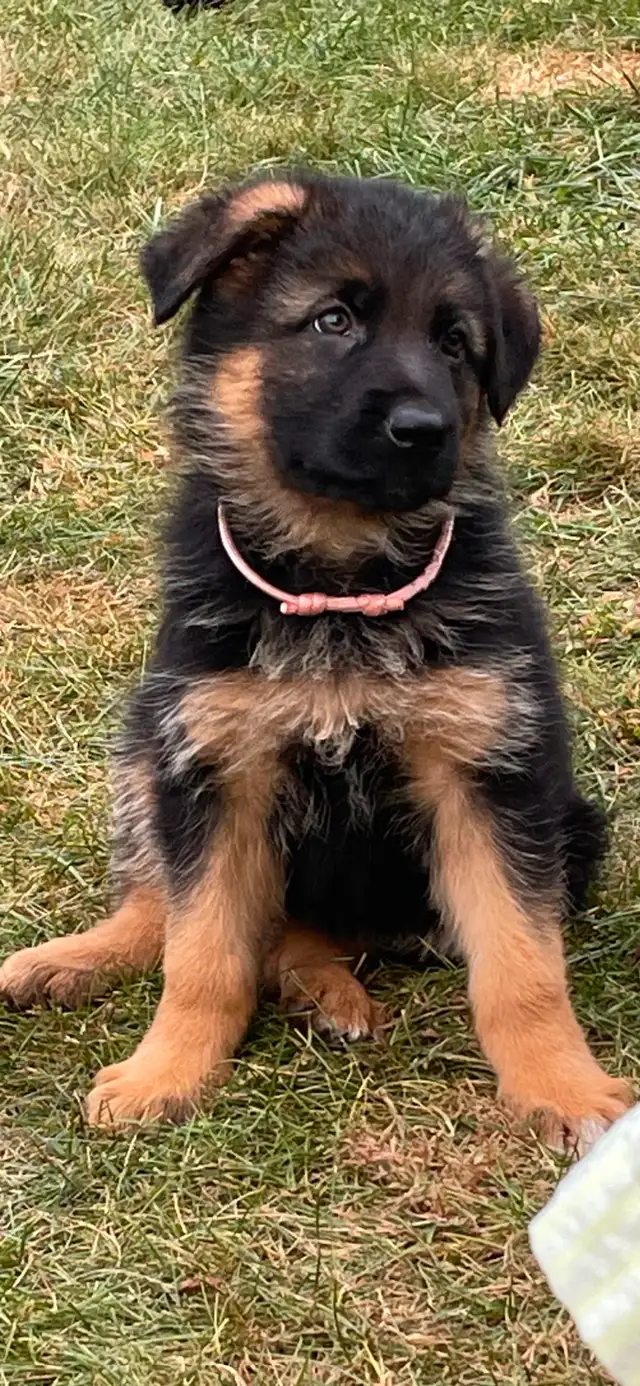 Purebred German Shepherd CKC Reg’d Female Puppy in Dogs & Puppies for Rehoming in Oshawa / Durham Region - Image 18