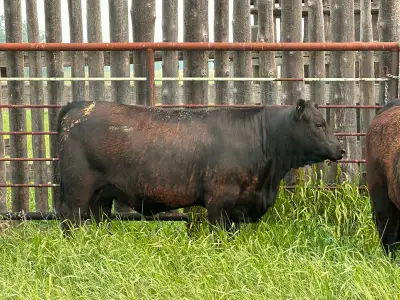 We have 3 April/May 2024 Angus open heifers available. Weighed yesterday at 950 to 990. Hate to ship...