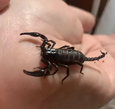 I have 7 baby Asian forest scorpions left for sale they are eating well and have great temperament (...