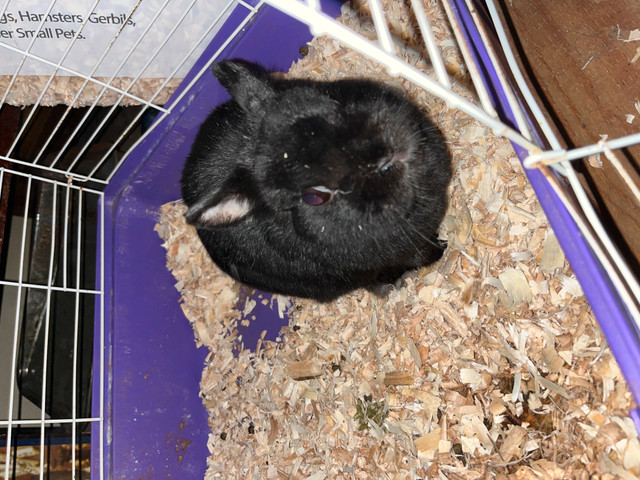 Bunny for sale in Small Animals for Rehoming in North Bay - Image 2