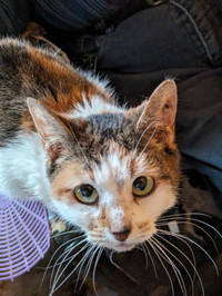 10yr old female calico cat looking for rehoming