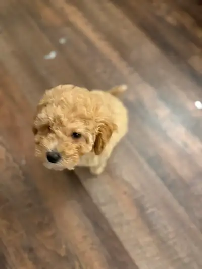 Bichapoo puppie (poodle), View more