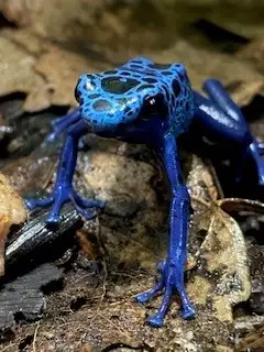 * only 2 leucs left * Dendrobates Leucomelas Standard & Azureus froglets. So much fun to watch! Plea...