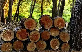 Free Wood for PickUp in Collingwood, View more