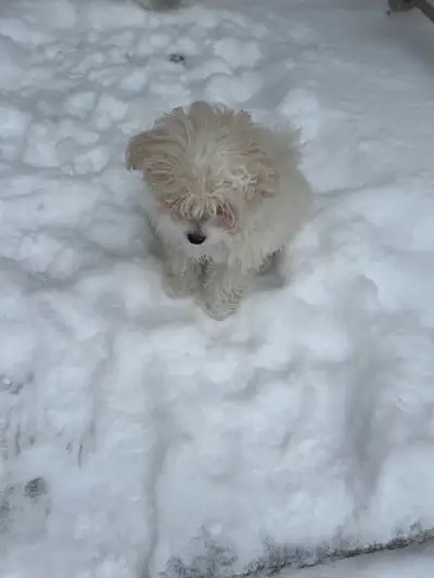 Hybrid Poodle/Maltipoo Puppies, View more