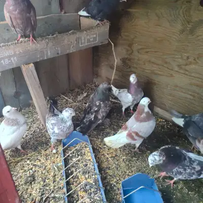$20 each or 2 for $30. There are many pairs. A couple pairs have eggs already. Contact to come see....