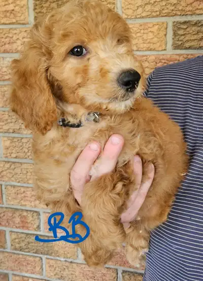 Mini Poodle Pups, View more