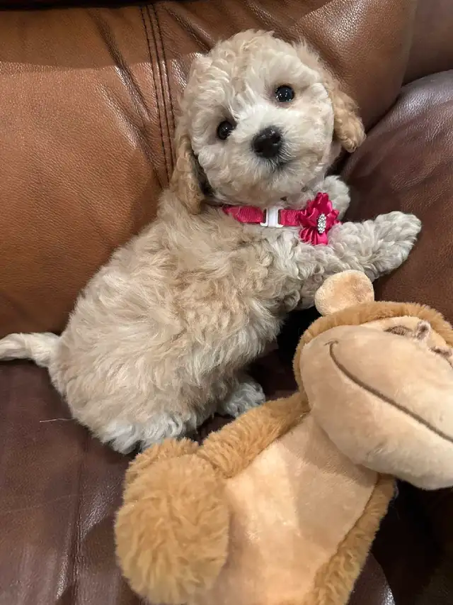 Gorgeous female Bichonpoo puppy in Dogs & Puppies for Rehoming in City of Toronto - Image 8