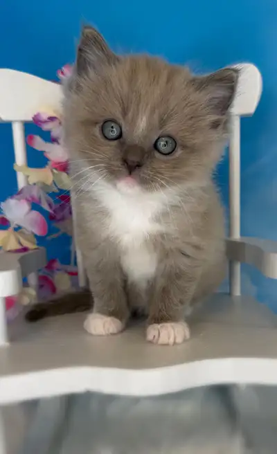 TICA Registered Ragdoll Kittens, View more