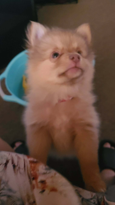 POMPERANIAN PUPPIES for sale and ready for their Fur~ever homes!, View more