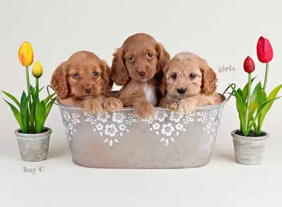 Adorable COCKAPOO Puppies FOR SALE!, View more