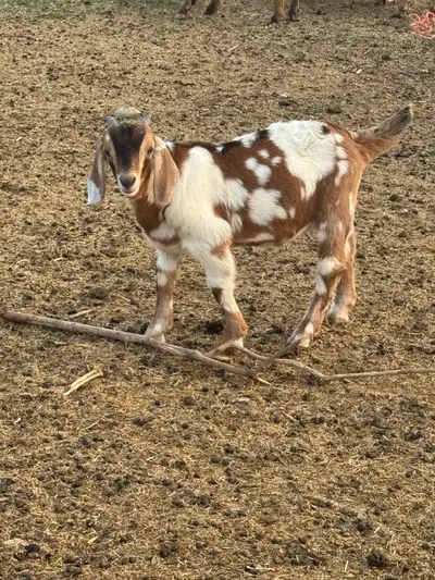 June 2025 bucklings Have a couple of beautiful growthy commercial bucklings Sire- Boer Dams boer/kik...