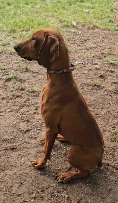 Redbone Coonhound, View more