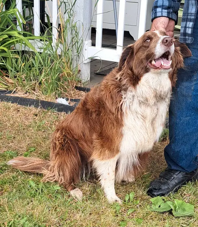 Austrailian Sheperd x Border Collie Girl in Dogs & Puppies for Rehoming in Edmonton - Image 3