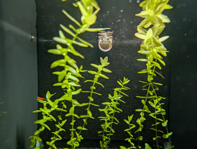 Bacopa Caroliniana – Aquarium Plant in Fish for Rehoming in Brantford - Image 4