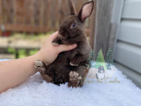 Purebred mini Rex baby female bunny