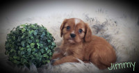 Adorable Cavalier King Charles puppies