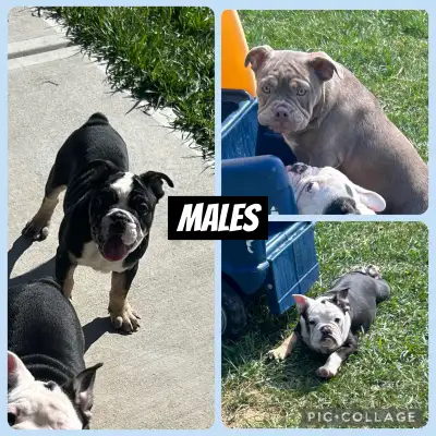 Bantam Bulldog (English/French cross) puppies available and ready to go! I have both males and femal...