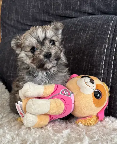 Yorkie Pomeranian Puppies, View more