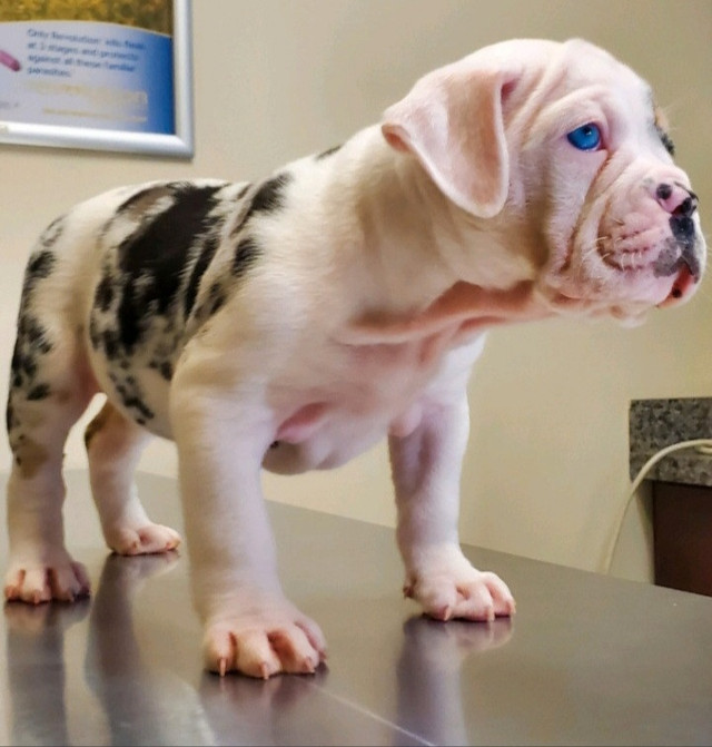 Olde English Bulldog in Dogs & Puppies for Rehoming in City of Toronto - Image 4