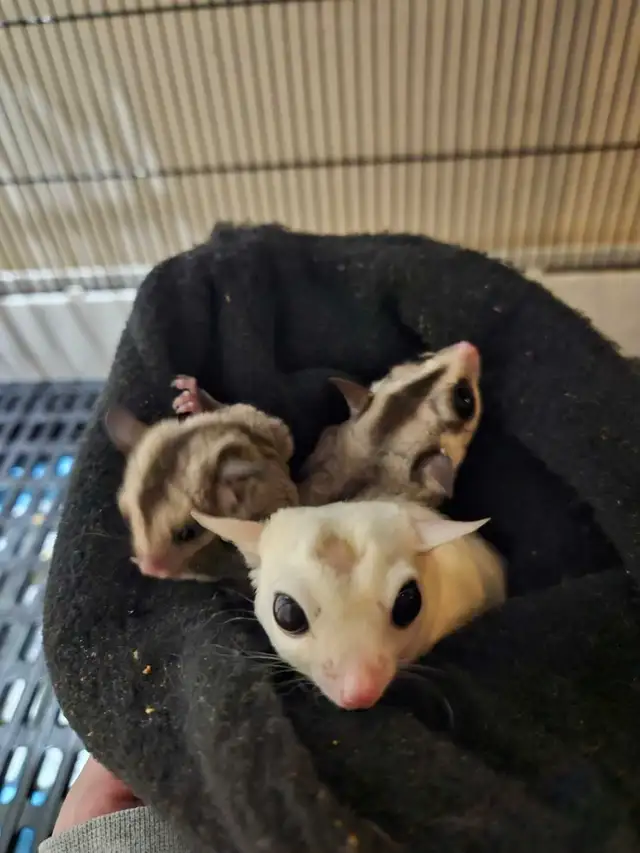 Sugar Gliders in Small Animals for Rehoming in Chatham-Kent - Image 3