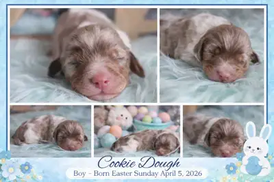miniature dachshund puppies, View more
