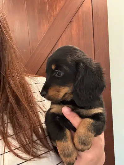 CKC Reg'd Mini Long Haired Dachshund Puppies, View more