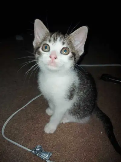 Looking for her FUREVER home 1 female kitten. Father us Main Cooney mix and mother British short hai...