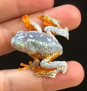 Fringed Leaf Frogs, View more