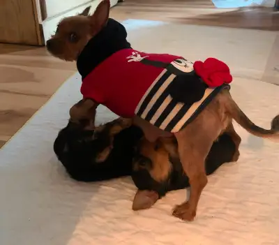 Male and female very cute and playful born April 27 , they are pretty good with pee pad training